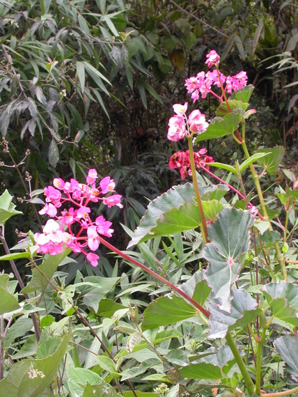 Flowers of Machu Picchu: begonia (common in the area)